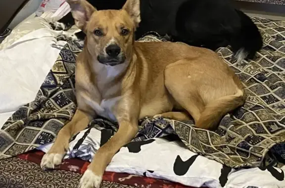 Собаки потеряшки, Ижевск, фото: Потеряшка щенок, Костина Мельница, Ижевск