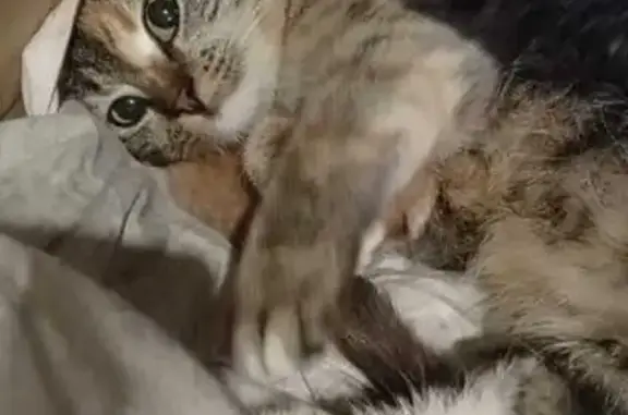 Кошки потеряшки, Колтушское, фото: Потеряшка кошка: 41К-076, Колтушское