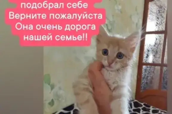 Пропала кошка Мася в Ополье