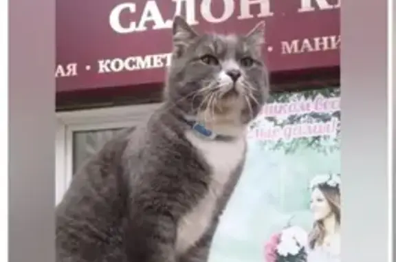Пропал кот: Блюхера, Омск