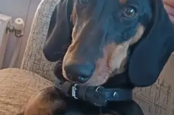 Потерянные животные Петрушино, фото: Пропал Гоша! 2-й пер., Петрушино