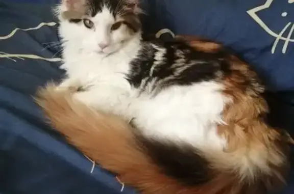 Кошки потеряшки, Великий Новгород, фото: Потеряшка кошка, Зелинского 7, В.Новгород