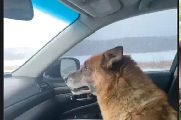 Собаки потеряшки, , фото: Потеряшка собака Гром, 46Н-10469 Жучки