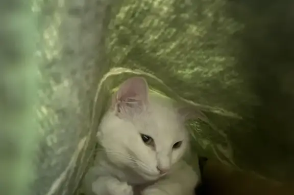 Пропала кошка: Островского, 160, Астрахань
