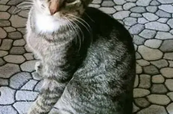 Кошки потеряшки, Санкт-Петербург, фото: Потеряшка кошка: Энтузиастов, 51к3, СПб