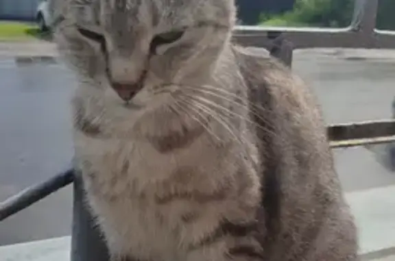 Кошка найдена: Черняховского 8Б, Курган