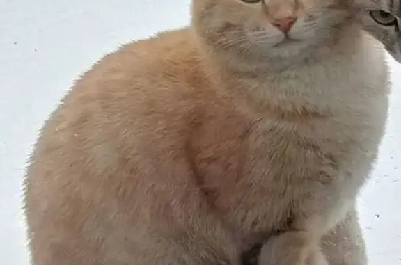 Пропал рыжий кот: Нерпинская, 18, Тара
