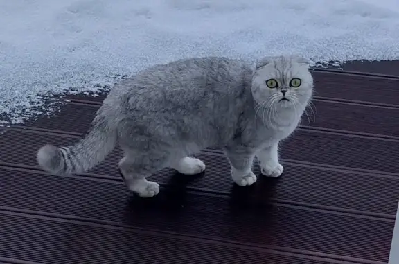 Кошки потеряшки, Низинское, фото: Потеряшка кошка: Ягодная ул., Низино