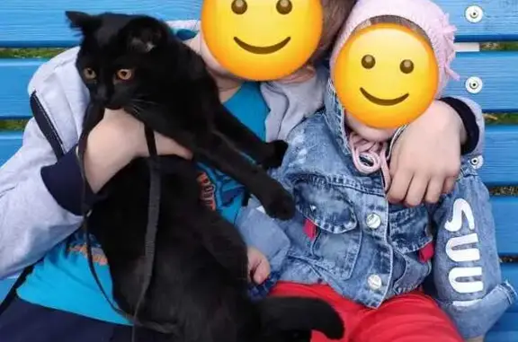 Кошки потеряшки, Санкт-Петербург, фото: Потеряшка кошка Багира, пр. Славы, 23 к1