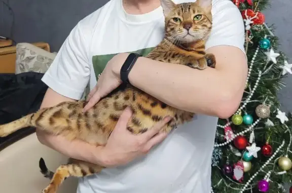 Кошки потеряшки, Култаево, фото: Потеряшка кошка: ул. 9 Мая, 5, Култаево