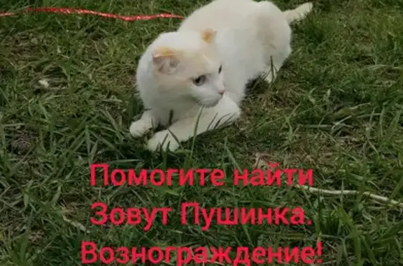 Пропала кошка: Павлюхина, 104, Казань