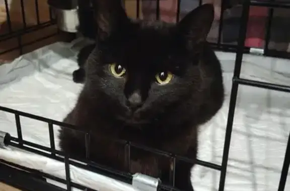 Чёрный кот найден: Вавилова, 21