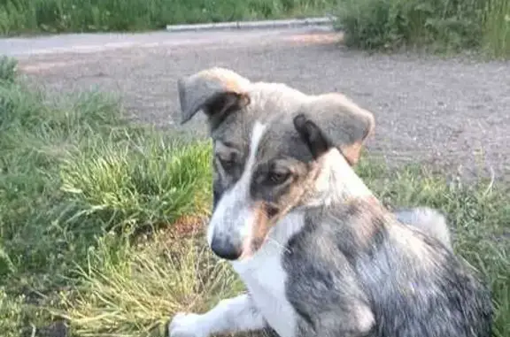 Найдена собака: Комсомольская, 37