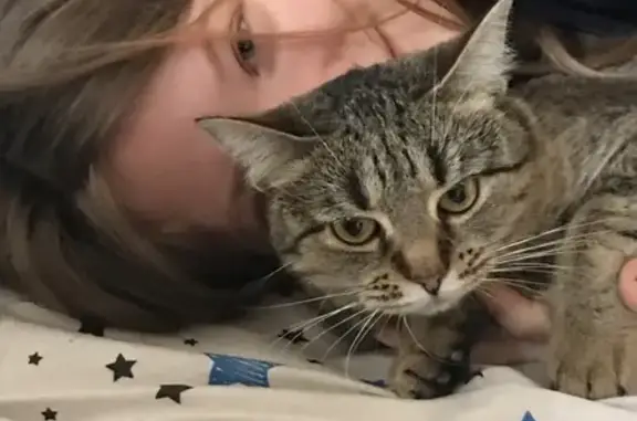 Кошки потеряшки, Орёл, фото: Потеряшка кошка Хрюня, ул. Горького, 52