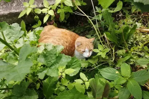 Найдена рыжая кошка в Яме