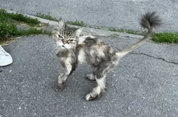 Найдена кошка, Санкт-Петербург, фото: Найден котик: ул. Л. Голикова, 106 литА