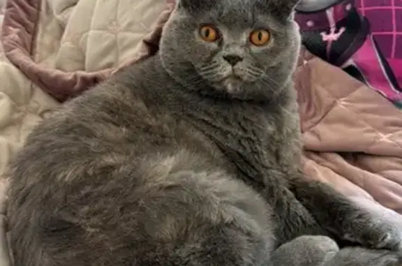 Потерянные животные Осиновая Гора, фото: Пропала кошка: Восточная, 13, 8 этаж