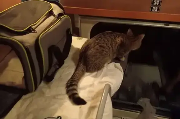 Кошки потеряшки, Мамоново Снт (немчиново), фото: Потеряшка кот: Вокзальная, 58, Мамоново