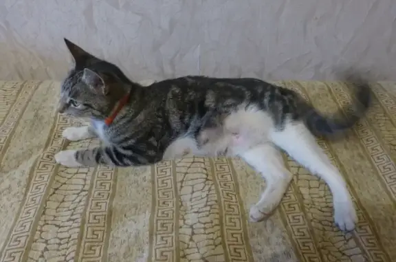 Найдена кошка у метро Обухово