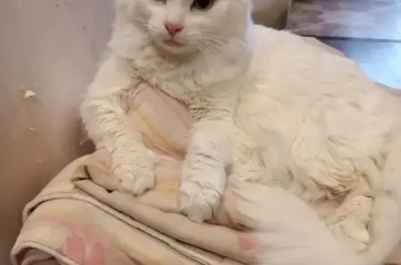 Объявления о пропавших и найденных животных, Смоленск, фото: Пропала кошка Сима, ул. Ерёменко, 30