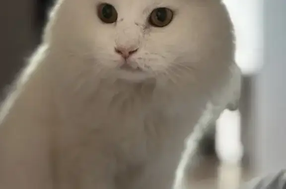 Потерянные животные Набережные Челны, фото: Пропала кошка на Набережночелнинском