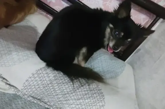 Найдена собака, Индустриальный, фото: Найдена собака, ул. Осокина, Индуст.