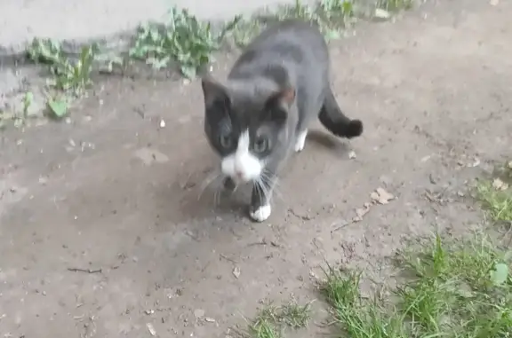 Кошка найдена: Ушинского, 17 к1, СПб