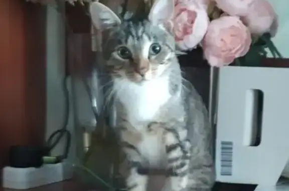 Кошки потеряшки, Санкт-Петербург, фото: Потеряшка кошка: Ушинского, 9 к1, СПб