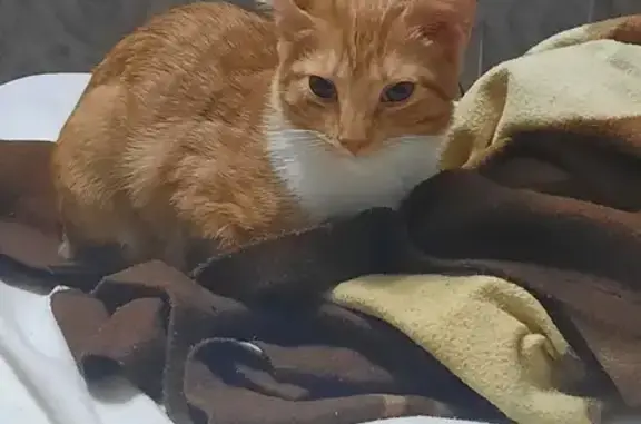 Кошки потеряшки, Калининград, фото: Потеряшка кошка, ул. Ген. Толстикова, 71