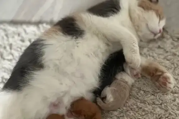 Потерянные животные Набережные Челны, фото: Пропала кошка Ириска, 8-917-296-76-24