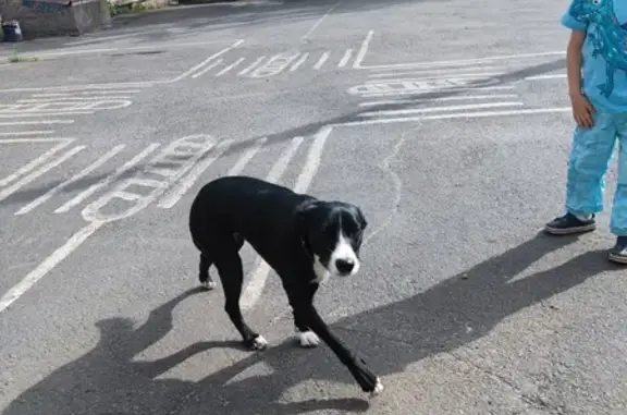 Найдена собака на Луначарского, Петрозаводск