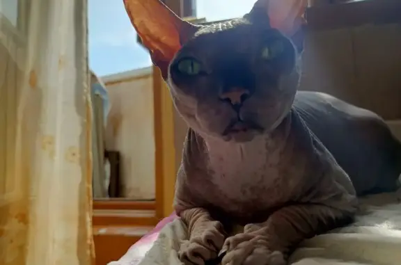 Потерянные животные Набережные Челны, фото: Пропала кошка Вася, 4/12 Н.Челны