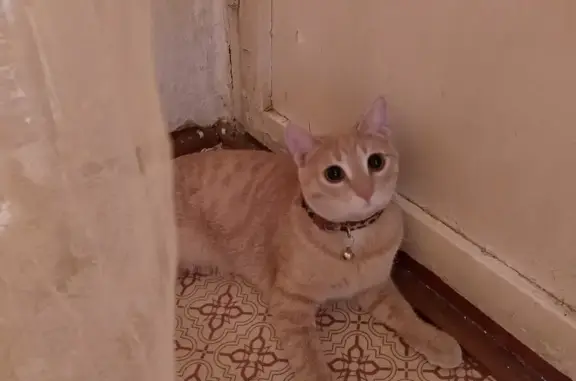 Пропала кошка: Леонова, 21, Бакал