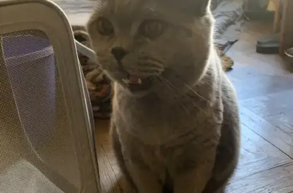 Объявления о пропавших и найденных животных, Санкт-Петербург, фото: Найден кот: Чапыгина, 3А, СПб