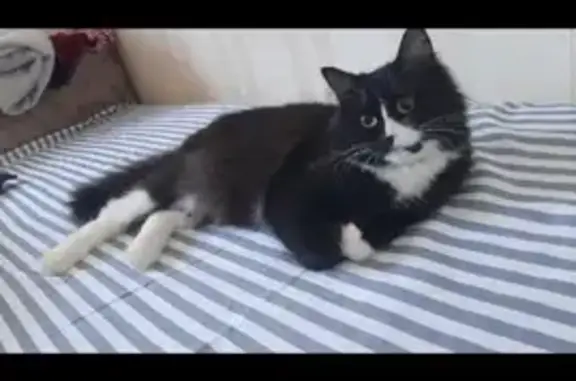 Кошки потеряшки, Санкт-Петербург, фото: Потеряшка кошка Лиза, Шлиссельбургский