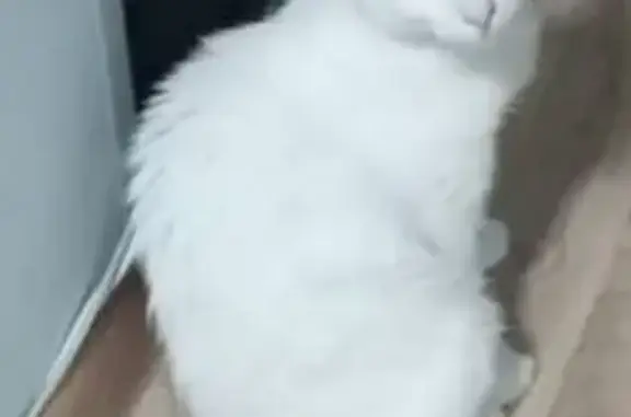 Пропала белая кошка: Баженова, 3
