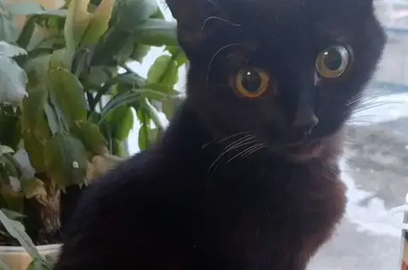 Кошки потеряшки, Нижневартовск, фото: Потеряшка кошка: Менделеева, 22, Нижневартовск