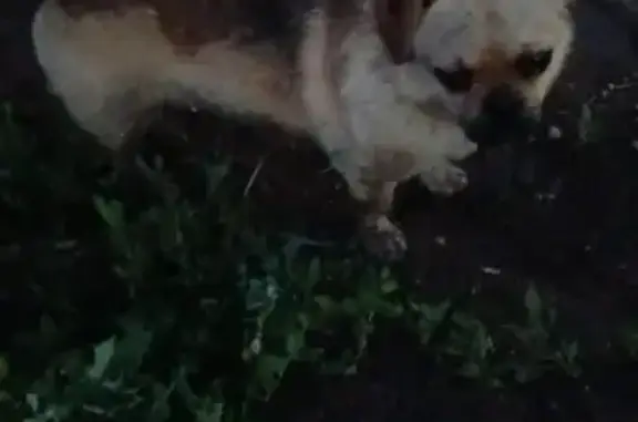 Найдена собака, Нолинка, фото: Найден песик в Нолинке, Татарстан