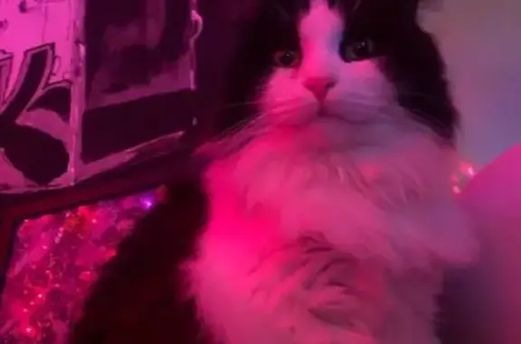 Кошки потеряшки, Санкт-Петербург, фото: Потеряшка кот Юки, Стачек 202, СПб