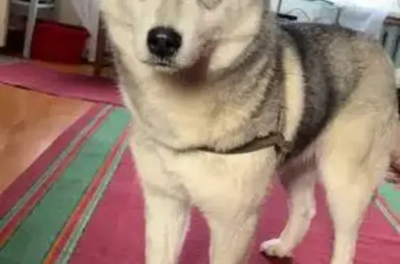 Собаки потеряшки, Пенза, фото: Потеряшка хаски в Пензе, ул. Московская