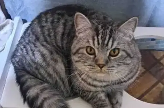 Кошки потеряшки, Понтонный, фото: Потеряшка кот: Южная ул., Понтонный