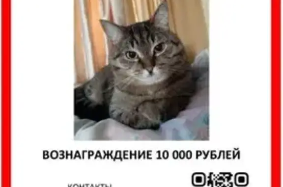 Пропала кошка Ася в Варваровке