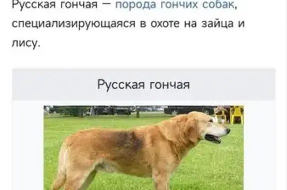 Собака найдена: Судогодское ш., 25и