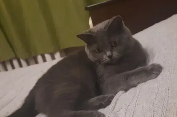Пропала кошка: Манкевича, 16, Ачинск