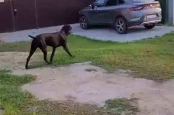 Найдена собака в Саруголи, Татарстан