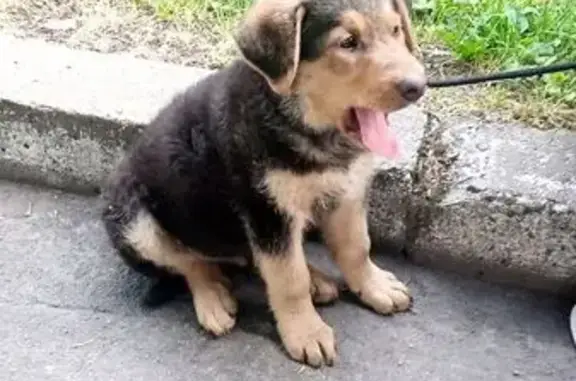 Найдена собака: Киевская ул., 97