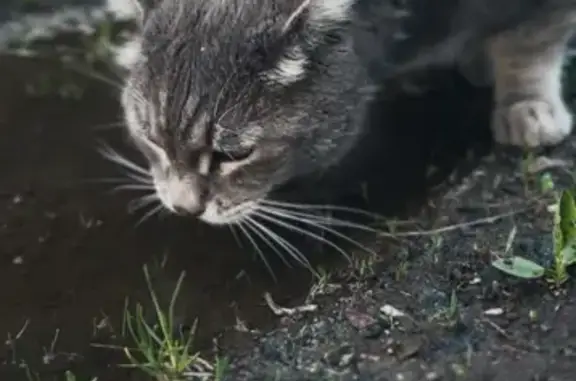 Кошки потеряшки, Кирилловское, фото: Потеряшка кот: Ж/д улица, Кирилловское