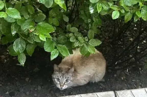 Найдена кошка, Херсонская, 43, Мск