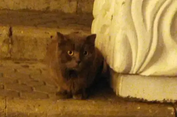 Найдена кошка: Батумская 36, Севастополь