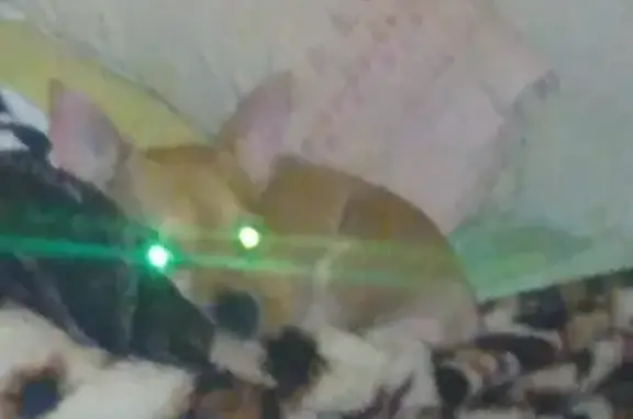 Собаки потеряшки, Дзержинск, фото: Потеряшка собака: ул. Петрищева, 13